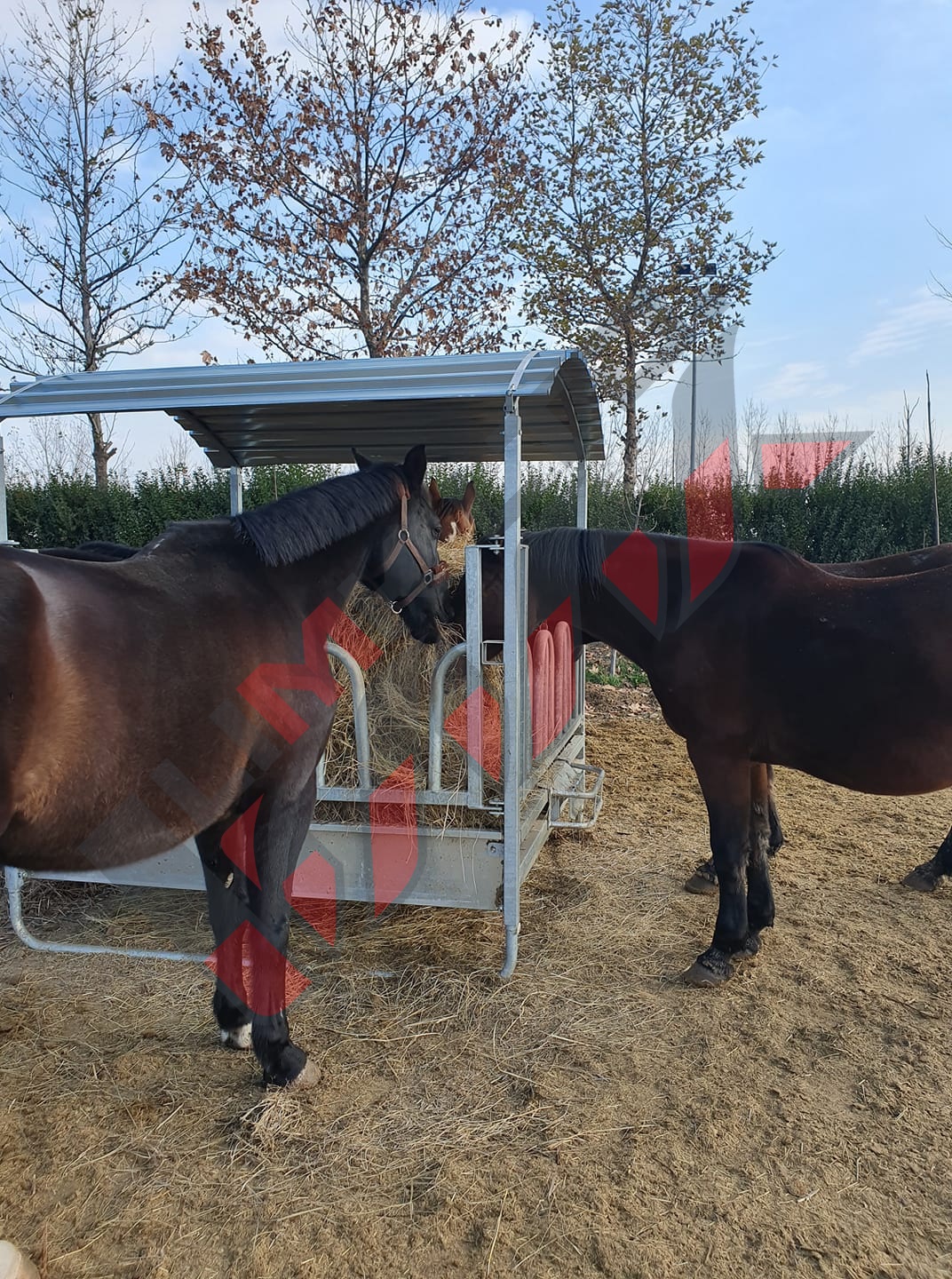 ph2 with horses